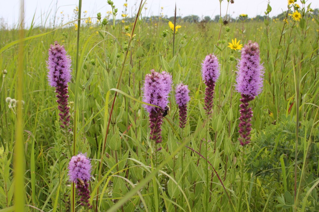 Newport Chemical Depot flowers